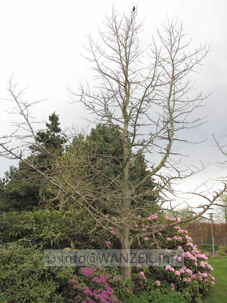 Liquidambar styraciflua - ohne Laub.JPG